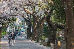 Dame mit Fahrrad betritt Yanaka Friedhof mit fallenden Blättern der Kirschblüte, Taito-ku, Tokio, Japan