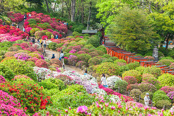 Japanese watching azalea blossom at Nezu-Shrine, Yanaka, Taito-ku, Tokyo, Japan