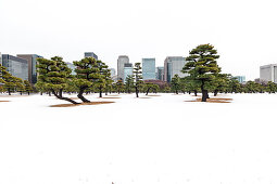 Schnee und Pinien mit Wolkenkratzern beim Kaiserpalast, Chiyoda-ku, Tokio, Japan