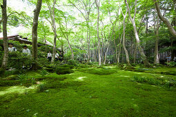 Moss garden of Gio-ji Temple in Kyoto, Japan