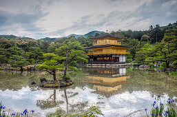 Golden Pavilion Temple with pine trees and iris flowers, Kyoto, Japan