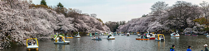 Inokashira Park im Frühling, Kichijoji, Musashino, Präfektur Tokio, Japan
