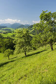 oberösterreichisches Alpenvorland nahe Maria Neustift, Birnbäume, Oberösterreich, Österreich