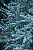 Mit Frost bedeckte Tannenzweige, Allgäu, Bayern, Deutschland