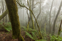 Bartflechten, immergrüner Nebelwald, Urwald, Lorbeerwald, Laurisilva in Nationalpark Garajonay, La Gomera, Kanaren, Kanarische Inseln, Spanien