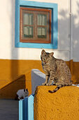 Cat, Chora, Patmos, Dodecanese, Greece