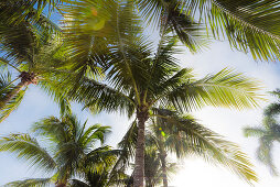 Typical palm trees in the sunshine state, Fort Myers Beach, Florida, USA