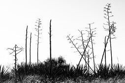 Silhouette von kleinen kargen Bäumen am Strand, Boca Grande, Florida, USA