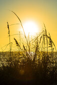 Silhouette von Gräsern am Strand zum Sonnenuntergang, Boca Grande, Florida, USA