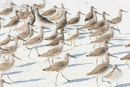 Ein Vogelschwarm läuft auf dem weißen Strand, Fort Myers Beach, Florida, USA