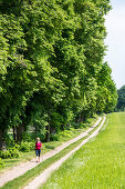 hiking on the famous linden tree alley between Neu Grüssow and L206, MR, Mecklenburg lakes, Mecklenburg lake district, Mecklenburg-West Pomerania, Germany, Europe