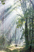 woman collecting musrooms, morning fog, light beams, forest, beautiful trees, Müritz National Park, Mecklenburg lakes, MR, near Speck, Mecklenburg-West Pomerania, Germany, Europe