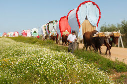 Blooming meadow in Spring, caravan of ox carts, El Rocio pilgrimage, Pentecost festivity, Huelva province, Sevilla province, Andalucia, Spain, Europe