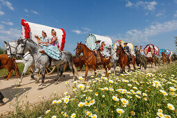 blooming meadow in Spring, horse riders and caravan of ox carts, El Rocio, pilgrimage, Pentecost festivity, Huelva province, Sevilla province, Andalucia, Spain, Europe