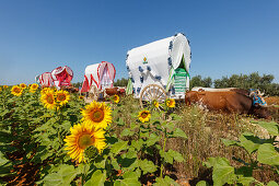 sunflower field caravan of ox carts, El Rocio, pilgrimage, Pentecost festivity, Huelva province, Sevilla province, Andalucia, Spain, Europe
