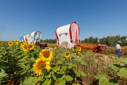 sunflower field and caravan of ox carts, El Rocio, pilgrimage, Pentecost festivity, Huelva province, Sevilla province, Andalucia, Spain, Europe
