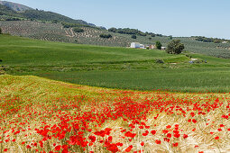 Felder mit blühendem Mohn, Mohnblüte, bei Montefrio, Provinz Granada, Andalusien, Spanien, Europa