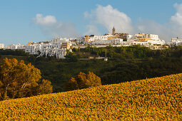 Sunflower field, Vejer de la Frontera in the background, Pueblo Blanco, white village, Cadiz province, Andalucia, Spain, Europe