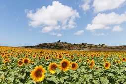 Sonnenblumenfeld mit Osborne-Stier im Hintergrund, bei Conil, Costa de la Luz, Provinz Cadiz, Andalusien, Spanien, Europa