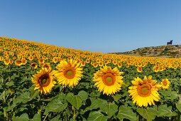 Osborne-Stier, Silhouette eines Stiers und Sonnenblumenfeld, bei Conil de la Frontera, Costa de la Luz, Provinz Cadiz, Andalusien, Spanien, Europa