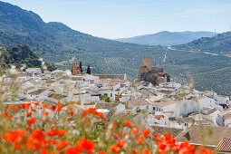 Poppies in a field, Castillo, castle, Pueblo Blanco, white village, Zuheros, Cordoba province, Andalucia, Spain, Europe