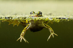 Wasserfrosch über und unter Wasser, Rana esculenta, Bayern, Deutschland