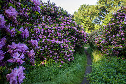 rhododendron park, Dessau-Roßlau, Saxony-Anhalt, Germany, Europe