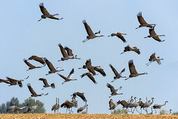 Cranes flying, Grus grus, Mecklenburg-Western Pomerania, Germany, Europe