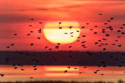 Sonnenuntergang mit Starenschwarm im Nationalpark Vorpommersche Boddenlandschaft, Halbinsel Zingst, Mecklenburg-Vorpommern, Deutschland, Europa