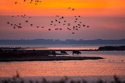 Greylag Geese flying at sunrise in National Park Vorpommersche Boddenlandschaft, Anser anser, Zingst peninsula, Mecklenburg-Western Pomerania, Germany, Europe