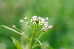 Shepherd's Purse Flower Head