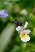 Wild Pansy Flower, Herb