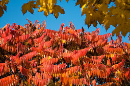 Essigbaum im Herbst, Rhus typhina, Bayern, Deutschland