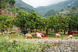 Citrusplanta und Schafe, Fornalutx, Serra de Tramuntana, Mallorca, Balearen, Spanien