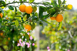 citrus plantation, Fornalutx, Serra de Tramuntana, Majorca, Balearic Islands, Spain