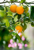 citrus plantation, Fornalutx, Serra de Tramuntana, Majorca, Balearic Islands, Spain