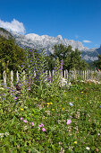 Blumenwiese vor Gebirgsmassiv, Theth, Albanische Alpen, Albanien