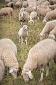 lamb in between other sheeps at meadow, sheep farming, Giengen on the Brenz River, Baden-Wuerttemberg, Germany