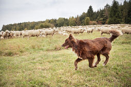 sheep dopg protects sheeps at meadow, sheep farming, Giengen on the Brenz River, Baden-Wuerttemberg, Germany