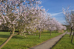 Mandelblüte in der Pfalz, Gleiszellen-Gleishorbach, Gleiszellen, Pfälzer Wald, Rheinland-Pfalz, Deutschland, Europa