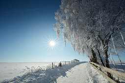 snow covered road on a winters morning, Snowy trees, Muensing, Upper Bavaria, Bavaria, Germany