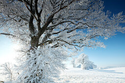 Winter morning with snow covered trees, Muensing, Upper Bavaria, Bavaria, Germany