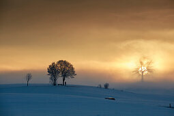 Oak on a hill on a foggy winters morning at sunrise, Muensing, Upper Bavaria, Germany