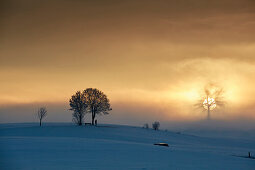 Eiche auf dem Höhenberg bei Sonnenaufgang in Winter, Nebel, Münsing, Bayern, Deutschland