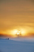 Oak on a hill on a foggy winters morning at sunrise, Muensing, Upper Bavaria, Germany