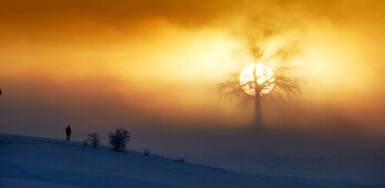 Oak on a hill, rising sun in the morning Fog, Muensing Upper Bavaria, Germany