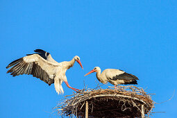 Weißstorch landet an Nest mit Partner, Ciconia ciconia, Rust, Neusiedler See, Nationalpark Neusiedler See, UNESCO Welterbe Kulturlandschaft Fertö Neusiedler See, Burgenland, Österreich