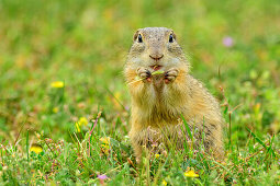 Ground squirrel eating seed, Spermophilus, lake Neusiedl, National Park lake Neusiedl, UNESCO World Heritage Site Fertö / Neusiedlersee Cultural Landscape, Burgenland, Austria