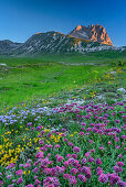 Meadow with flowers and Corno Grande in alpenglow in background, Campo Imperatore, Gran Sasso, Abruzzi, Italy