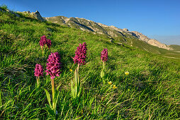 Orchideenwiese mit Gran Sasso-Gruppe im Hintergrund, Campo Imperatore, Gran Sasso, Abruzzen, Italien